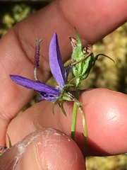 Campanula aurita