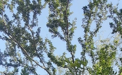 Vachellia rigidula