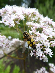 Helophilus trivittatus