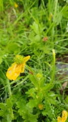 Ranunculus montanus