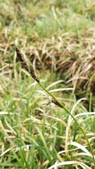 Carex sempervirens