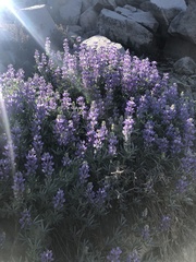 Lupinus obtusilobus