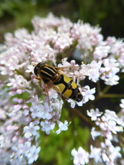 Helophilus trivittatus