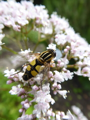 Helophilus trivittatus