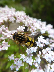 Helophilus trivittatus
