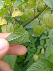 Physalis