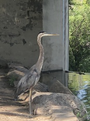 Ardea herodias
