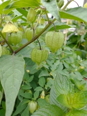 Physalis