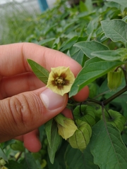 Physalis