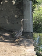 Ardea herodias