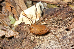 Leiobunum ventricosum