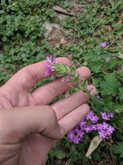 Glandularia polyantha
