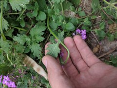 Glandularia polyantha