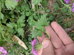 Glandularia polyantha