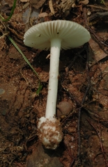 Amanita pachysperma