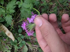 Glandularia polyantha