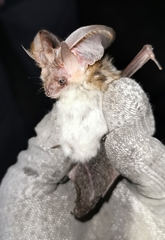 Plecotus macrobullaris