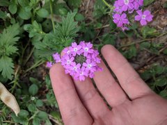 Glandularia polyantha