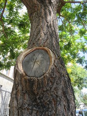 Koelreuteria paniculata