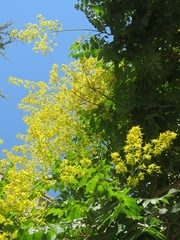 Koelreuteria paniculata