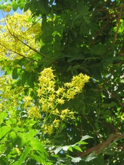 Koelreuteria paniculata