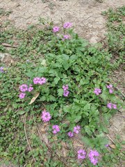 Glandularia polyantha