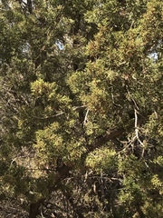 Juniperus pinchotii