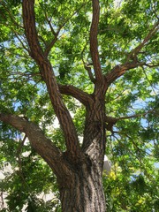 Koelreuteria paniculata