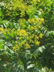 Koelreuteria paniculata