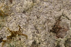 Lecanora layana