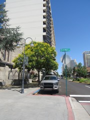 Koelreuteria paniculata