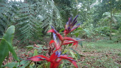 Tillandsia leiboldiana