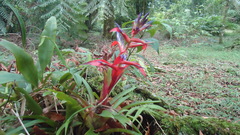 Tillandsia leiboldiana