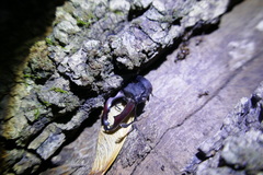 Lucanus cervus