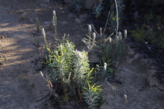 Phylica spicata spicata