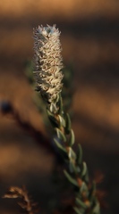 Phylica spicata spicata