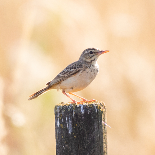 Bisbita campestre (Anthus campestris)