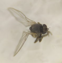Phytomyza primulae