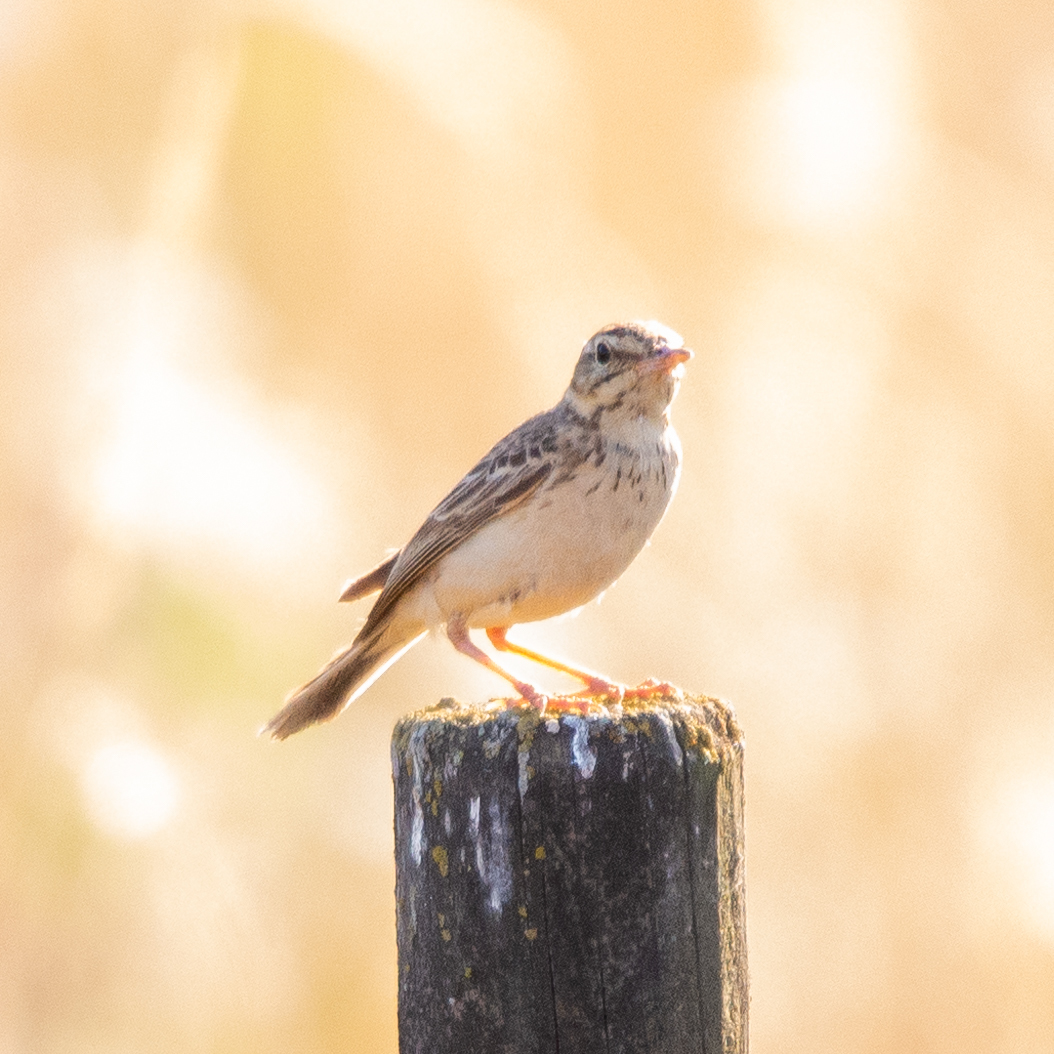 Tawny Pipit
