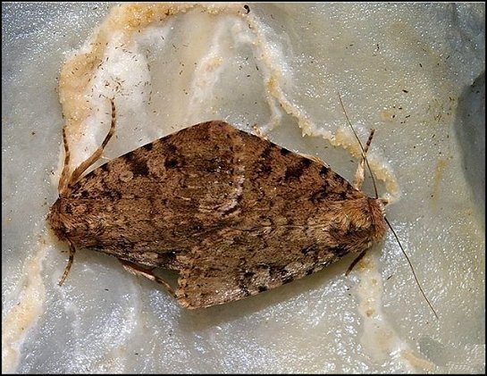 Landguard Ochre