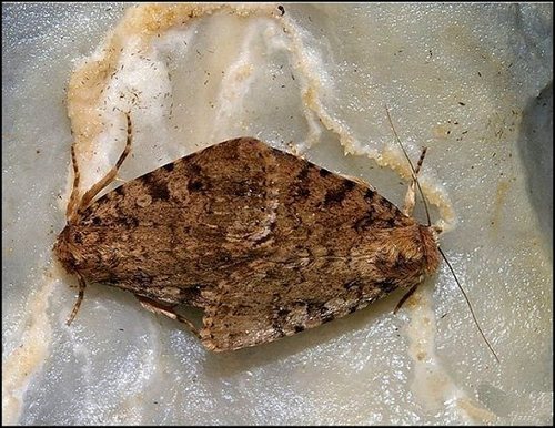 Landguard Ochre