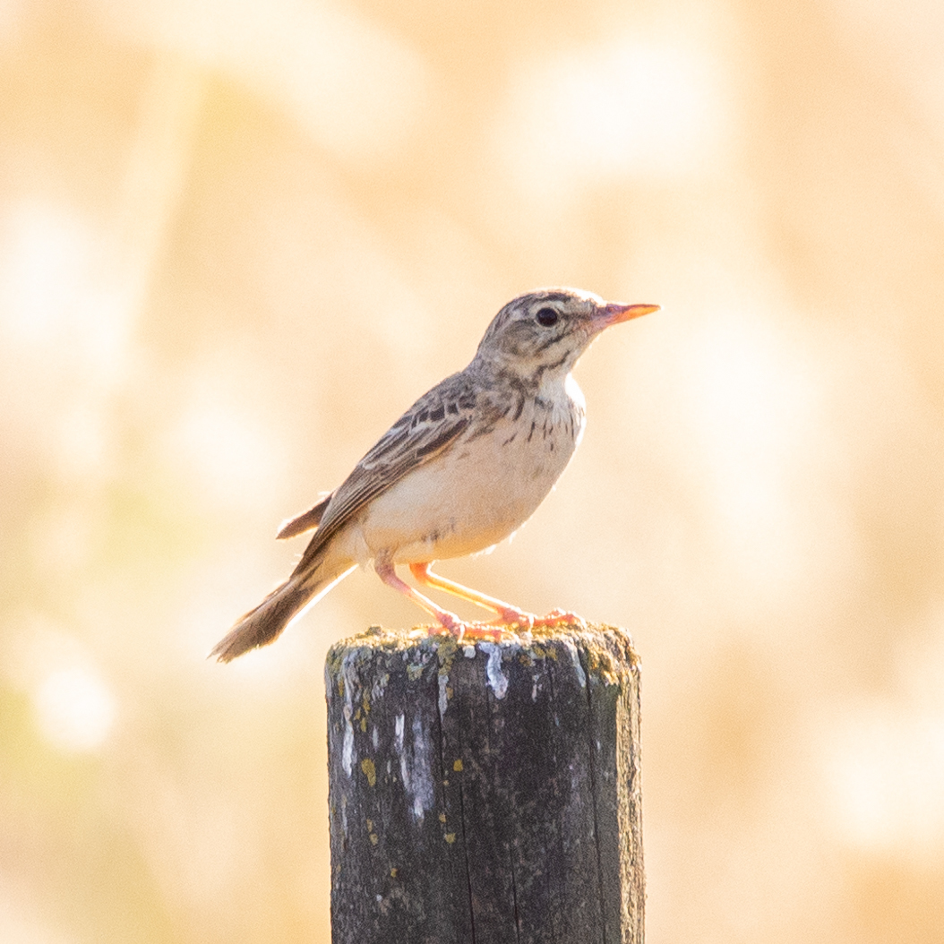 Tawny Pipit