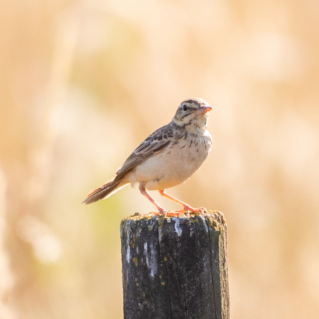 Tawny Pipit