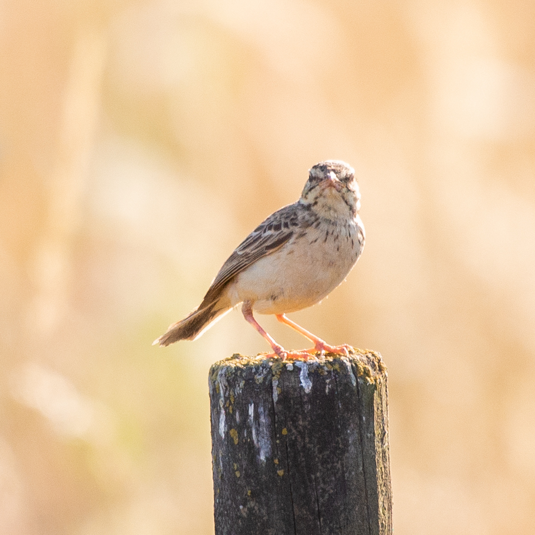 Tawny Pipit