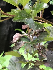 Podosphaera physocarpi