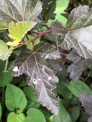 Podosphaera physocarpi