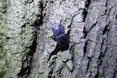 Dorcus parallelipipedus