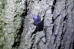Dorcus parallelipipedus