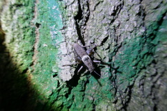 Pholidoptera griseoaptera