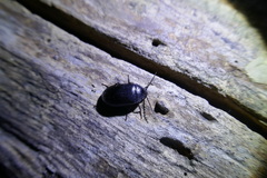 Coleoptera